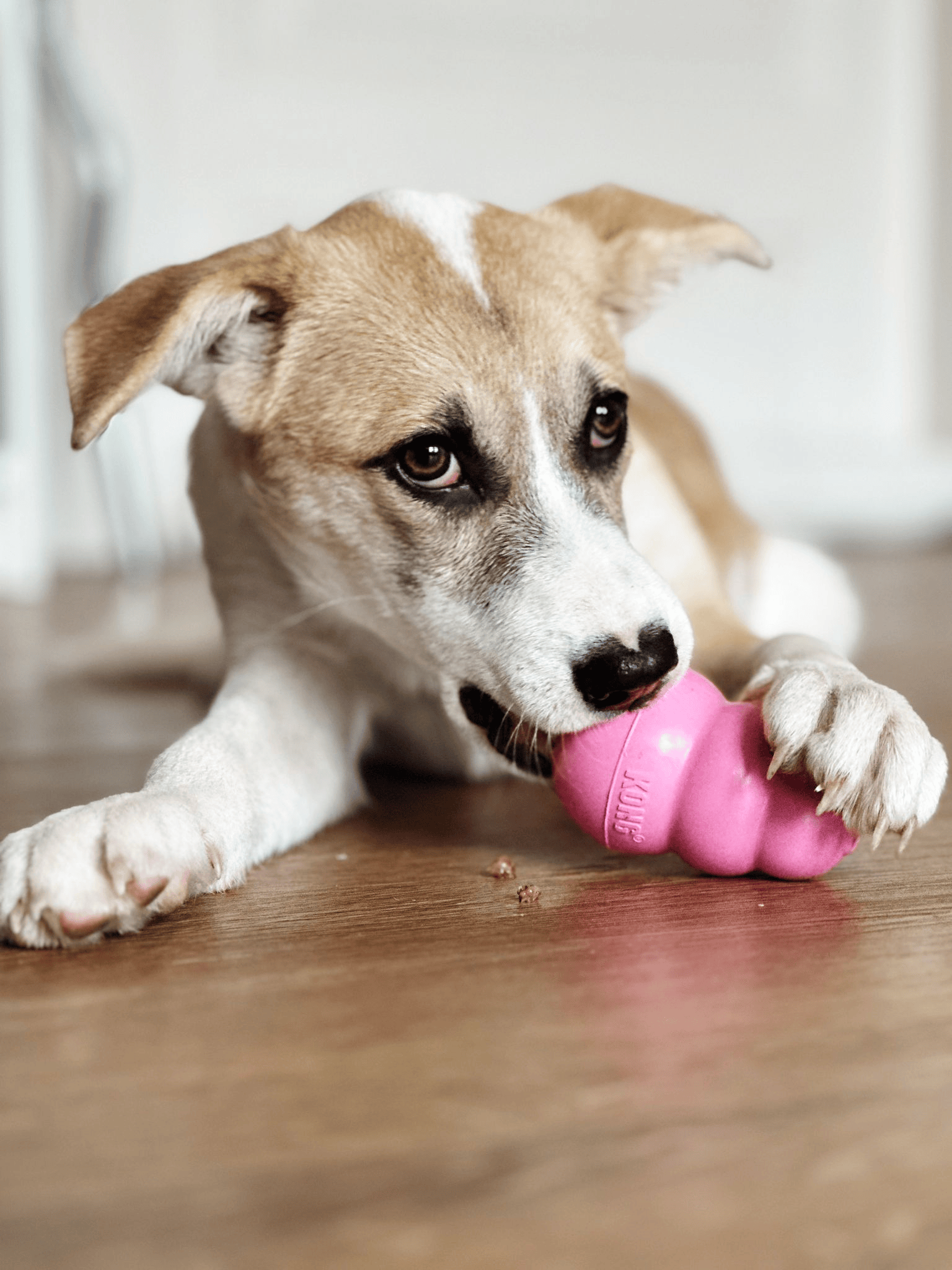 Dog chewing toy