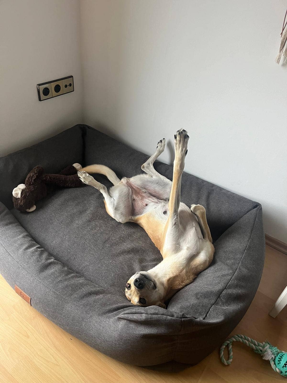 Dog relaxing